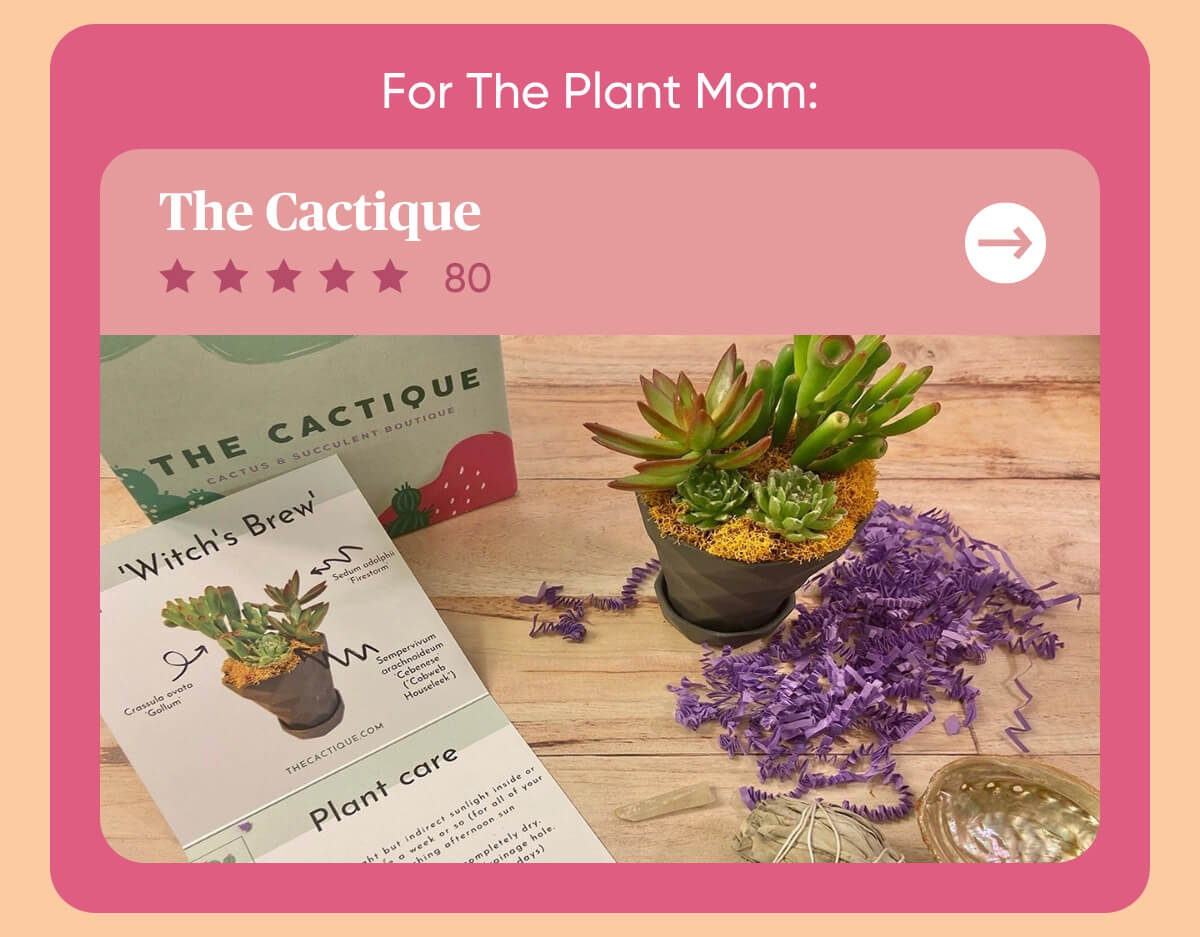 For The Plant Mom The Cactique