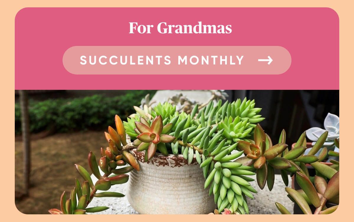 For Grandmas Succulents Monthly